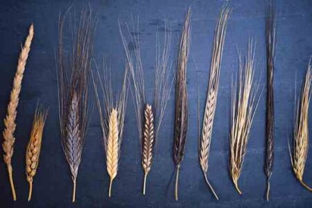 The Heritage Grain Trials Project Image